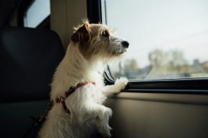 Traveling with Dogs of All Sizes